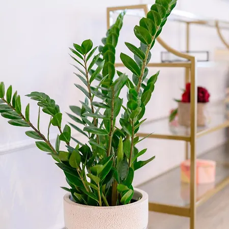 Black Pearl Loft 公寓